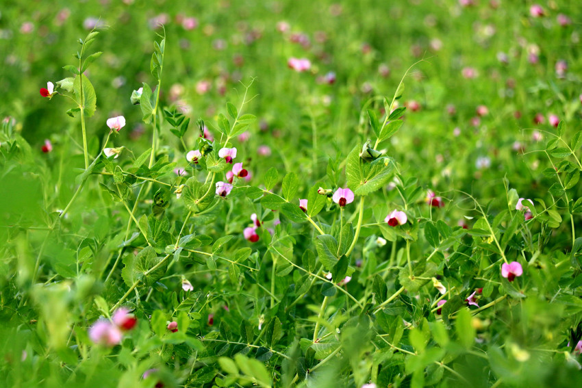 Lush green coriander plants covered in delicate white blossoms