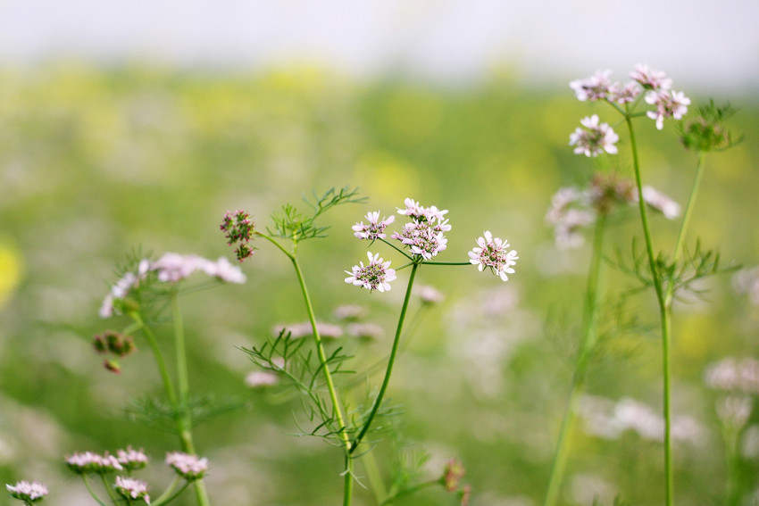 Close-up of fresh coriander flowers in a green field