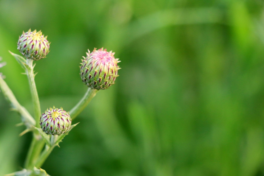 Flower bud pictures with green background
