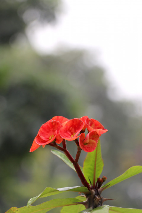 Flower with bokeh background hd